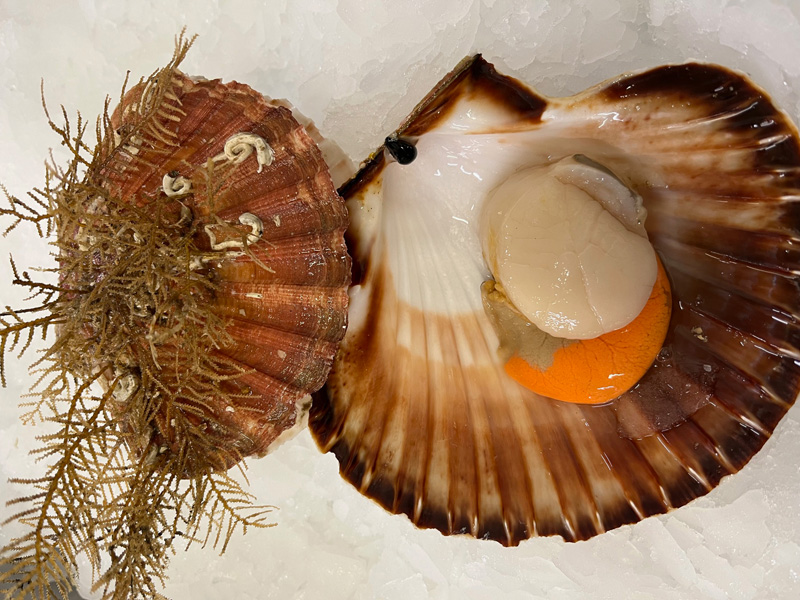 coquilles-saint-jacques-les-viviers-du-cap