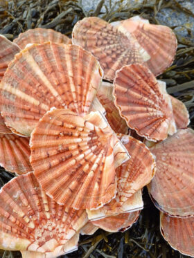 Coquille Saint-Jacques