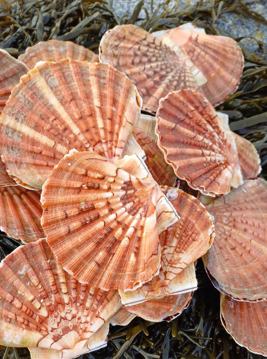 Coquille Saint-Jacques